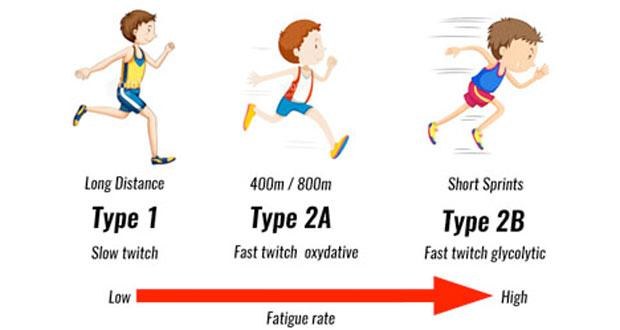 Muscle Fibre Type and How to Train Them